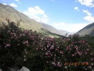 Thalay La